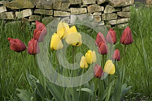 Romantic bunch of tulips in grass in spring garden