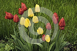Romantic bunch of tulips in grass in spring garden