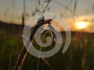 Romantic butterflies during sunset