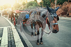 Romantic Carriage with horse near Roman Colosseum or Coliseum in Rome, Italy