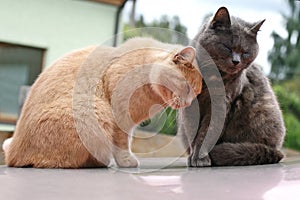 Romantic cats photo