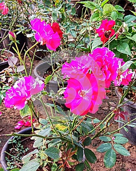 Romantic and charming pink Roses kept in pots in a nursery.