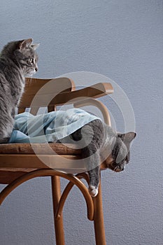 Romantic composition with a chair and cats