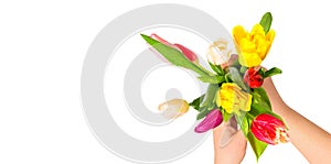 Romantic concept. Close up of colorful tulip flowers in female hands against white isolated background. Colorful and fresh flower
