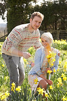 Romantic Couple Picking Spring Daffodils