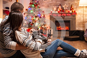 Romantic couple with scottish fold