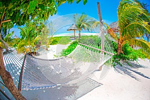 Romantic cozy hammock under coconut palm tree at tropical paradise in bright sunny summer day
