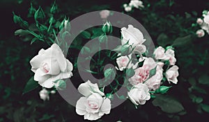 Romantic cream color flowers in green garden for natural banner concept