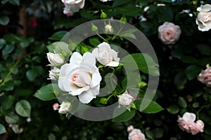 Romantic cream color flowers in green garden for natural banner design