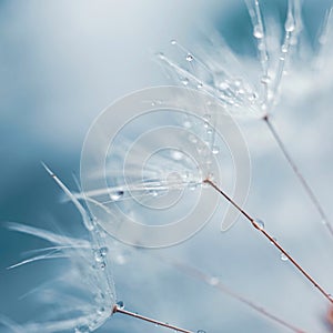 Romantic dandelion seed in springtime