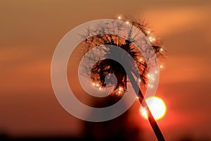 Romantic Dandelion Sparkling in the Sunset