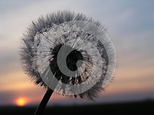 Romantic dandelion sunset