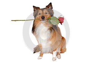 Romantic dog img