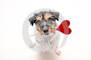 Romantic Dog - Small cute Jack Russell Terrier doggy with a heart as a gift for Valentine in the mouth is looking up. Picture