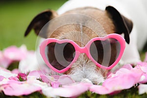 Romantic dog wearing heart shaped pink glasses as symbol of Valentine`s day