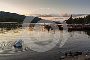 Romantic dusk scene of beautiful mute swan and moored boats in Lake Windermere