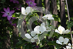 Romantic early summer garden white flowers of dogwood cornus venus and pink clematis  in the morning sun in front of a wooden