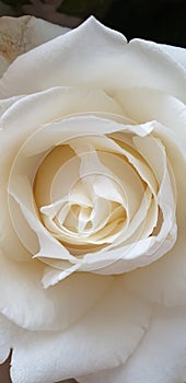 Romantic elegante soft white rose photo