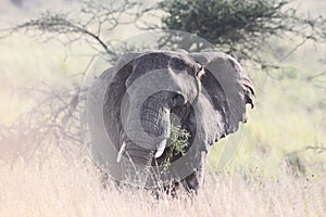 Romantic Elephant