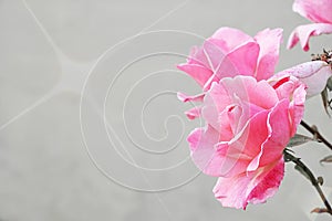 Romantic floral frame background, Pink roses on wall background