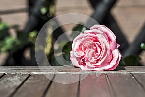 Romantic floral frame background Valentines day background Pink roses wooden background in the garden