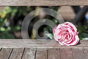 Romantic floral frame background Valentines day background Pink roses wooden background in the garden