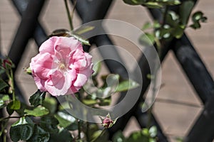 Romantic floral frame background Valentines day background Pink roses wooden background in the garden