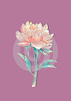 Romantic floral peony in watercolor