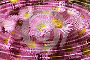 Una foto ciuffo da bellissimo rosa fiori 