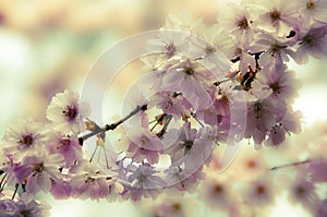 Romantic floral spring background with a branch of cherry tree in blossom