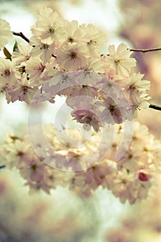 Romantic floral spring background with a branch of cherry tree in blossom