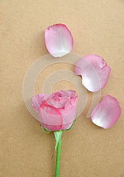 Romantic floral, Valentines day background/Pink roses on wooden background.