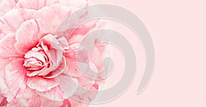 Beautiful pink camellia close up with copy space for greeting card