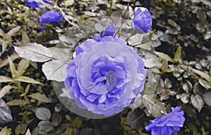 Romantic flowers in garden. Beautiful delicate background