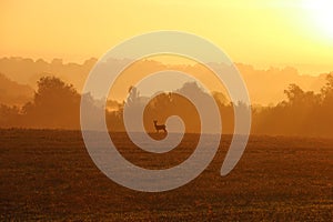 a romantic foggy autumn sunrise over a great landscape with a deer standing in the meadow