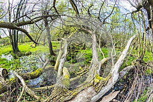 Romantic forest in the nature park