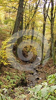 Romantic Forest with a rivulet