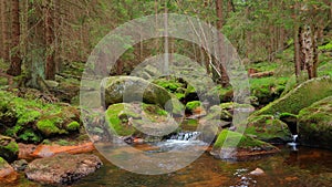 Romantic forest scenery in the Harz mountains, Germany. A tranquil stream and mossy stones in the lush green forest.