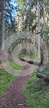Romantic forest track, a fallen tree