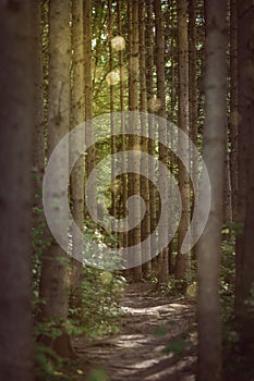 Romantic forest trail trough spruce trees