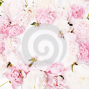 Romantic frame, delicate pink peonies flowers close-up. Fragrant pink petals