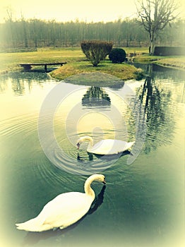 Romantic garden with swans photo