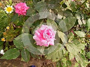 A Romantic gift pink roses in  my garden