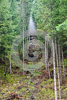 Romantic gravel road in green tree forest