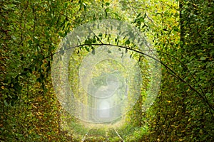 Romantic Green Branch in the Sunny Tunnel of Love