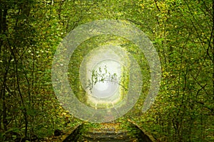 Romantic Green Branch in the Ukrainian Tunnel of Love