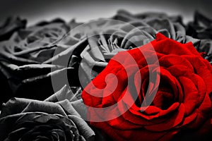 Romantic greeting card of red rose against black and white roses