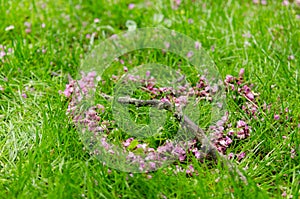 Romantic heart symbol made of pink Cercis siliquastrum flower petals crossed by a tree branch on green grass background.