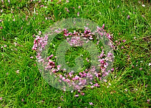 Romantic heart symbol made of pink Cercis siliquastrum flower petals on green grass background. horizontal