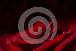 Romantic hearts bokeh background with water drops on red rose petal, love concept